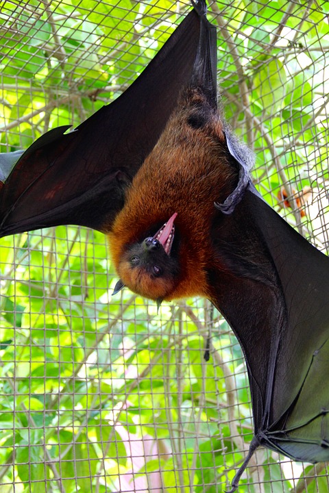 Flying Dog, Bat, Flying, Vampire, Halloween, Bats