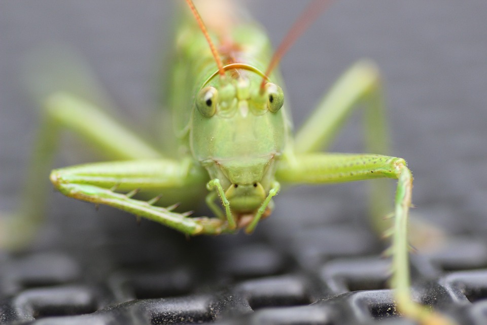 Grasshopper, Insect, Grille, Green, Close Up, Macro